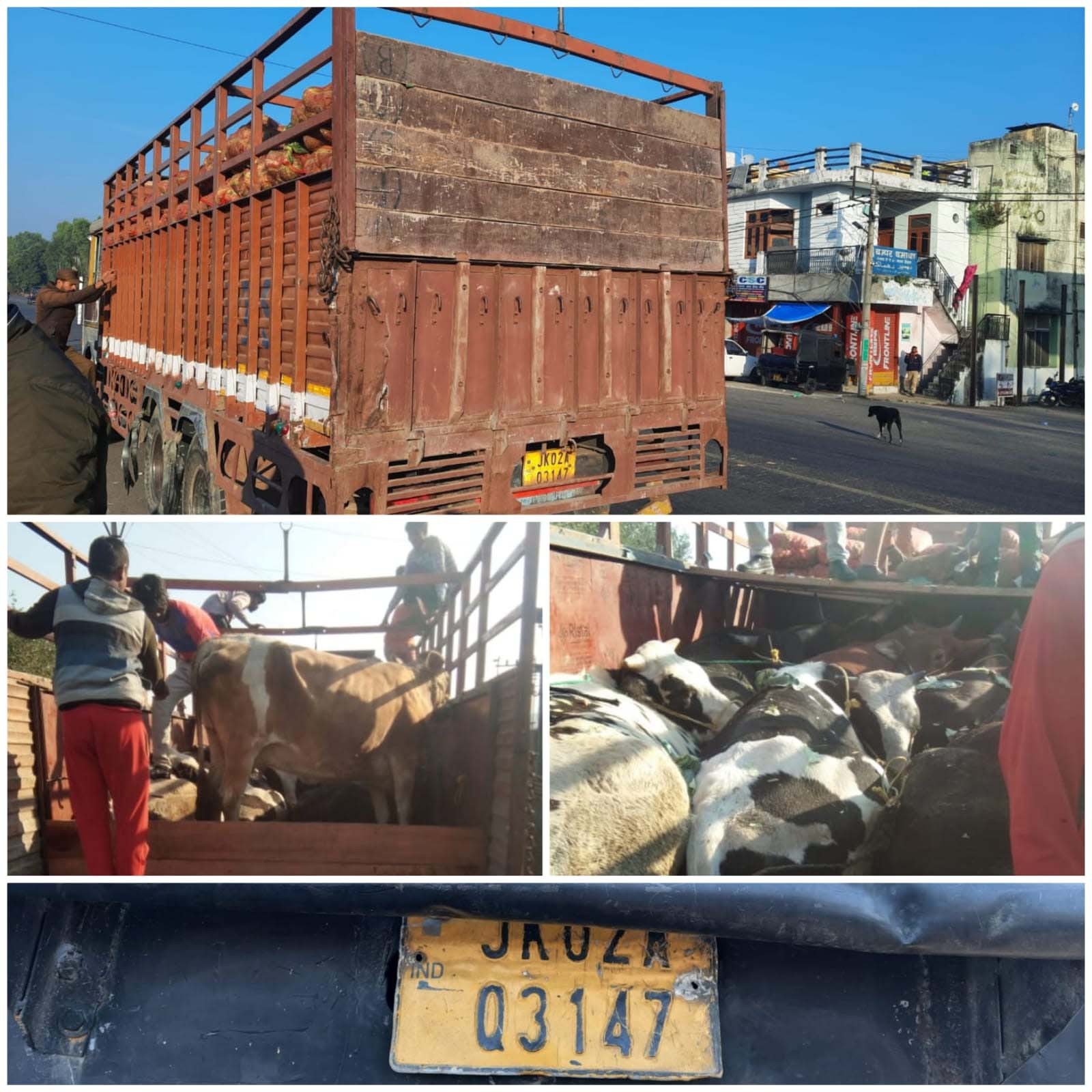 Bid to smuggle bovines foiled by Kathua police; 19 bovines rescued seized  01 vehicle involved