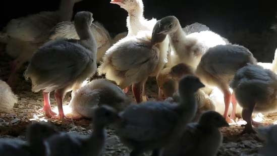 Brazil confirms first ever avian flu cases in wild birds: What this means