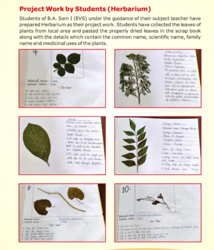 Project work by students (herbarium)